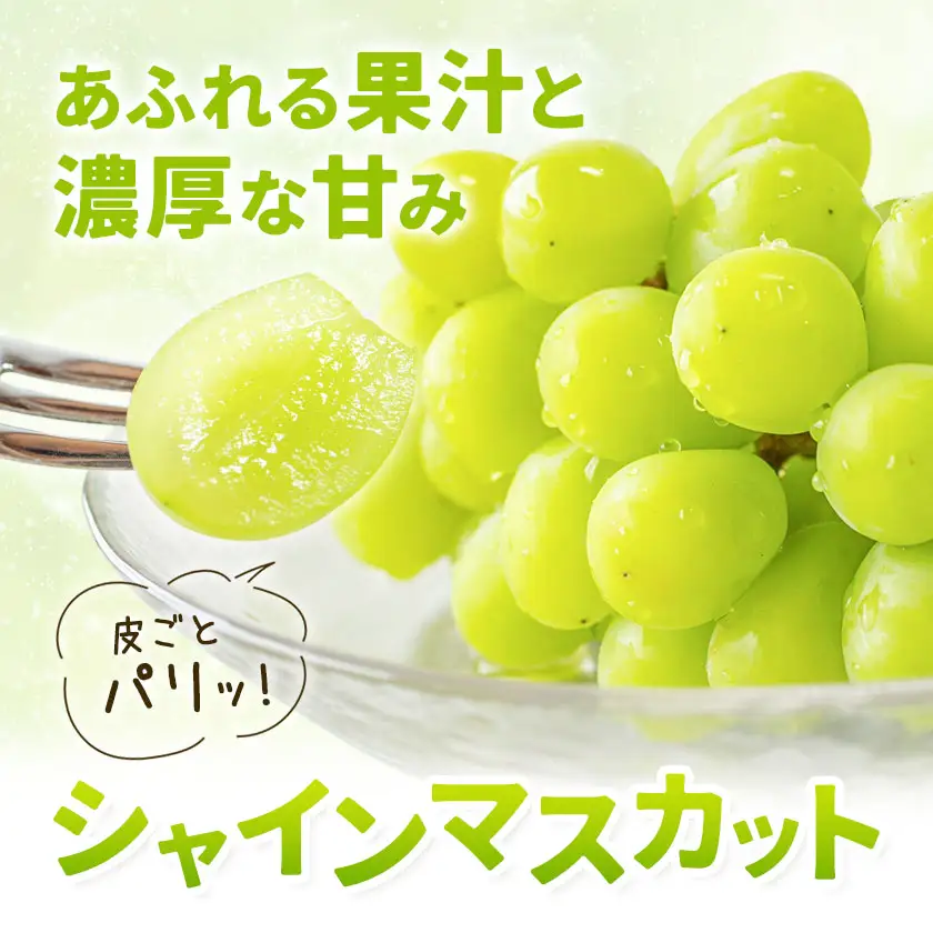 シャインマスカット 1.5kg 株式会社エフビーネット《8月中旬-9月上旬頃出荷》熊本県 菊池市 ぶどう ブドウ マスカット 果物 フルーツ デザート ギフト ご贈答 熊本県産
