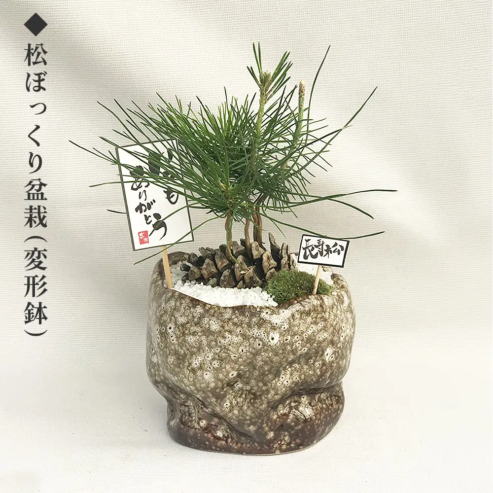 ミニ松 盆栽 ※2026年6月～発送