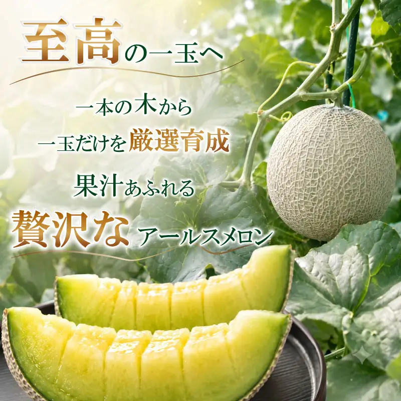 【 先行予約 アールスメロン 1玉 】メロン 1玉 化粧箱 入りのし対応可 お中元 贈答用  牧之原市 静岡 丸新柴本製茶