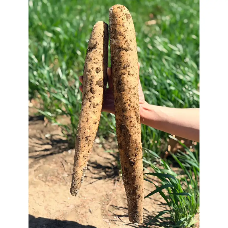 北海道更別村産 土付き長芋 10キロ 長いも ながいも ナガイモ 新鮮野菜 やさい 10kg F21P-1569