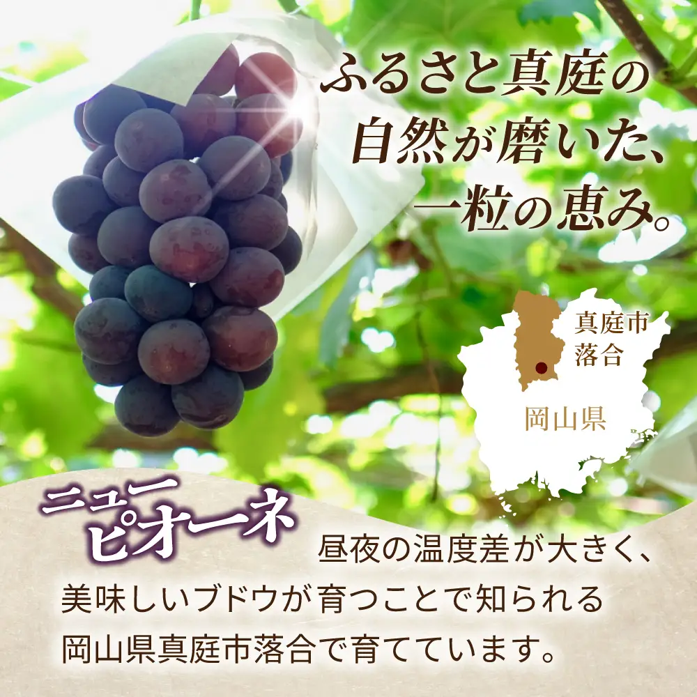 贈答用 岡山県産 ニューピオーネ 約2kg 【beac002-01】