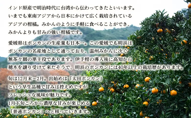 【先行予約】＜無茶々園のポンカン 約5kg＞ 果物 くだもの フルーツ ぽんかん みかん 蜜柑 柑橘類 かんきつ 旬 甘い 濃厚 新鮮 期間限定 季節限定 産地直送 特産品 愛媛県 西予市 【常温】『2027年1月～2月中旬に順次出荷予定』AMC0061