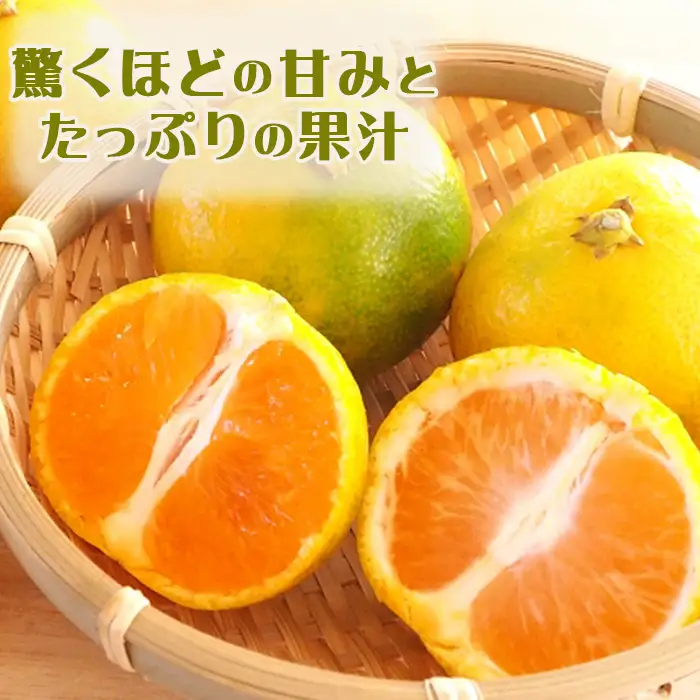 【鴨川の柑橘】じゅわっと甘い 極早生 温州みかん『ゆら早生』５kg 《数量限定》《先行予約》《11月発送》みかん 早生みかん 国産 産地直送 甘い 果汁 薄皮 小粒 濃厚 初物 旬 フルーツ 果物 鴨川 千葉県 鴨川市[古泉農園][0012-0089]