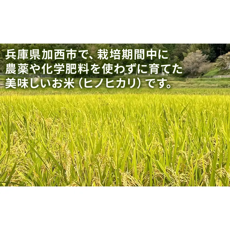 米 コウノトリ舞う田んぼで大自然が育てた"有無ファーム"こだわり米 5分づき 10kg お米 栽培期間中農薬・化学肥料不使用