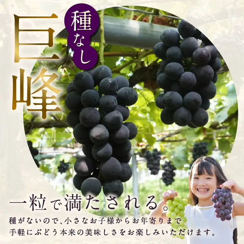 【先行予約】【2026年8月発送】東浦町産 種なし巨峰（約1kg）