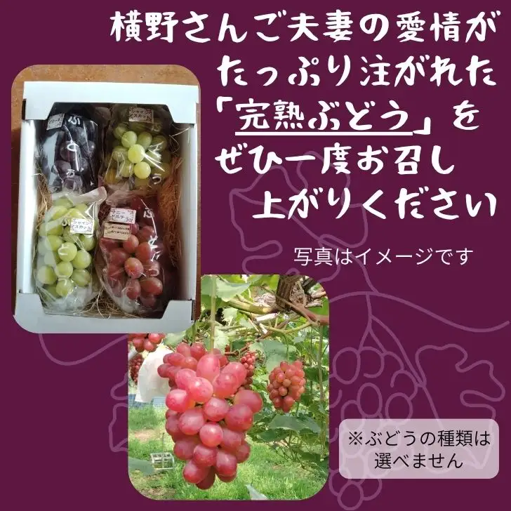 BV2　横野さん家の「完熟ぶどう」の詰合せ　約2.2㎏ 【 数量限定 ブドウ 葡萄 詰め合わせ セット 贈答 藤稔 紫玉 ピオーネ シャインマスカット ギフト 自宅用 】