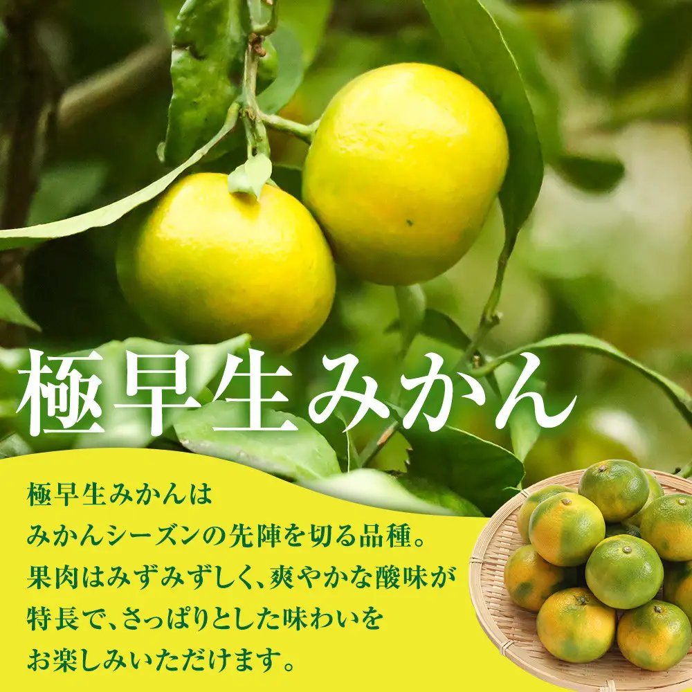有田みかん専門店 有田の太陽®ファミリー 極早生 有田みかん 9.5kg＋補償分100g 山採れ・サイズ・等級 混合