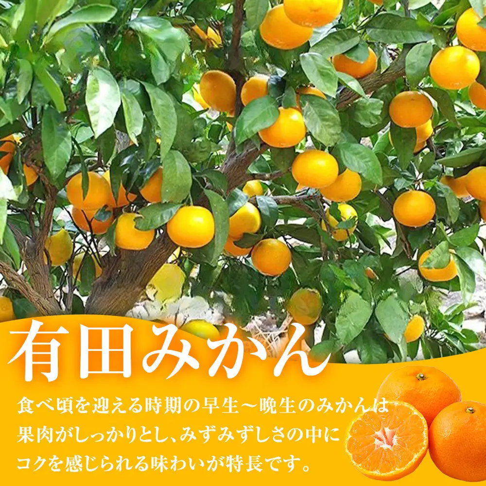 有田みかん専門店 有田の太陽®ファミリー 早生または晩生 有田みかん 2.5kg＋補償分100g 山採れ・サイズ・等級 混合