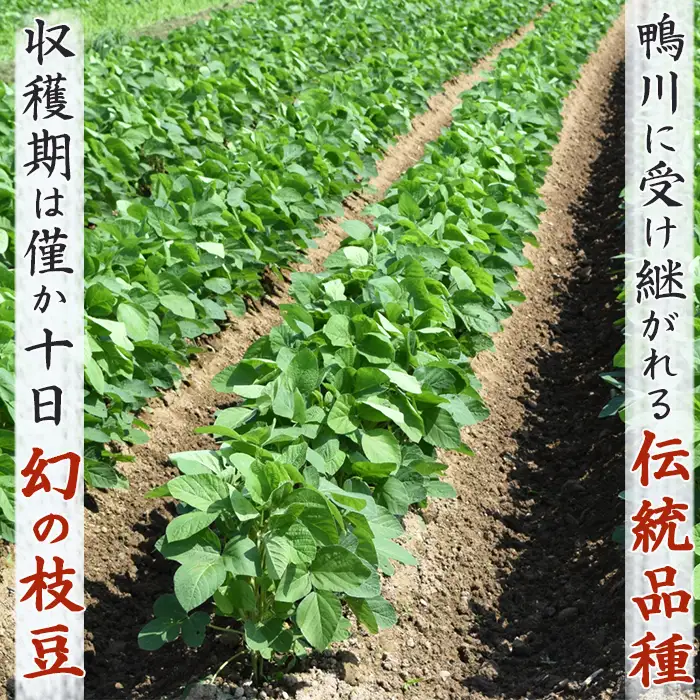 【幻の枝豆】十日限りの収穫！鴨川の伝統品種『鴨川七里』300g ６袋 《数量限定》《期間限定》《10月下旬一斉発送》えだまめ エダマメ 枝豆 在来種 極晩生 在来種 限定生産 農家直送 収穫したて 採れたて [日本ソーラー発電][0010-0370]