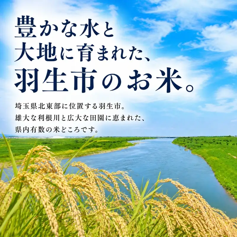 米 10kg 精米 彩のきずな 米