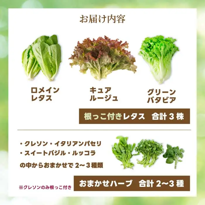 野菜 セット レタス3種 ハーブ2～3種 詰め合わせ サラダ やさい クレソン ルッコラ パセリ バジル ヘルシー 水耕栽培 アクアポニックス 根付き 新鮮 広島県 三原市 245001