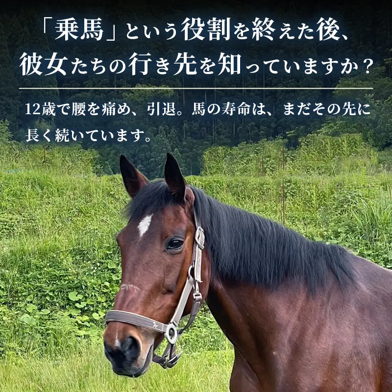 引退馬 飼育支援：寄付金額50,000円（返礼品なし）