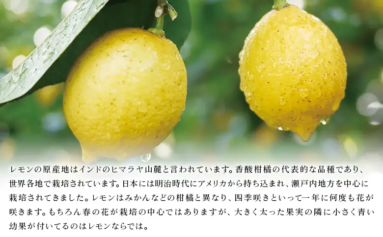 【先行予約】＜無茶々園のレモン 約1kg＋レモンの本＞ フルーツ 果物 くだもの れもん 檸檬 柑橘 香酸柑橘 国産 無茶々園 特産品 愛媛県 西予市【常温】『2027年1月～3月までに順次出荷予定』AMC0063