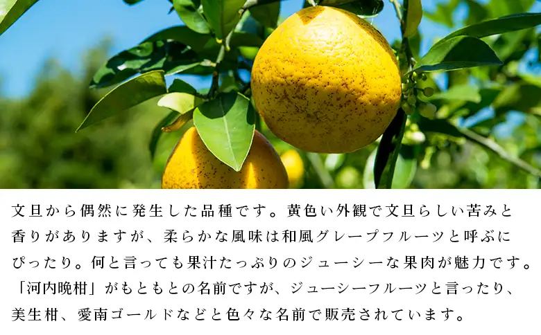  ＜無茶々園のジューシーフルーツ（河内晩柑）約5kg＞ フルーツ 果物 かわちばんかん みかん ミカン 蜜柑 柑橘 期間限定 季節限定 食べて応援 特産品 愛媛県 西予市 【常温】『2027年4月上旬～6月上旬迄に順次出荷予定』AMC0064