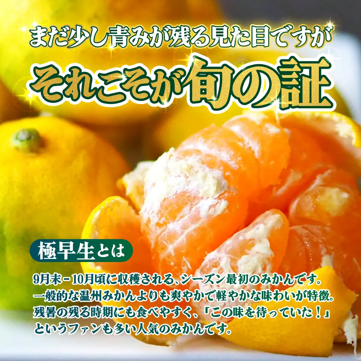 ＜【訳あり】愛媛県産 極早生 約3kg＞『2026年10月上旬～11月下旬迄順次発送予定』わけあり 訳アリ あまずっぱい 甘酸っぱい ごくわせ みかん 蜜柑 訳あり 果物 くだもの フルーツ ミカン 果汁 国産 特産品 株式会社三代目みかん職人 愛媛 西予市【常温】OSM0009