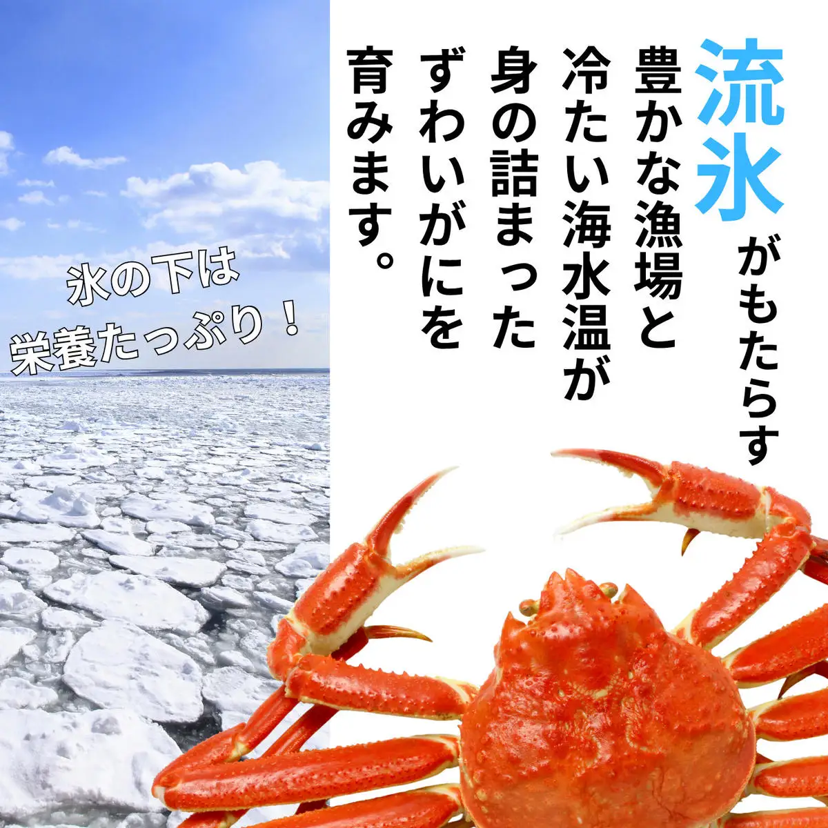 30-141 本ずわいがに姿 2尾 計 約1.3kg