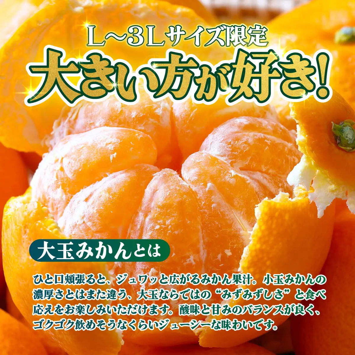 ＜【訳あり】愛媛県産 大玉みかん 約5kg＞『2026年11月上旬～1月下旬迄順次発送予定』わけあり 訳アリ 大きい おおだま みかん 蜜柑 果物 くだもの フルーツ ミカン 果汁 国産 特産品 株式会社三代目みかん職人 愛媛 西予市【常温】OSM0029