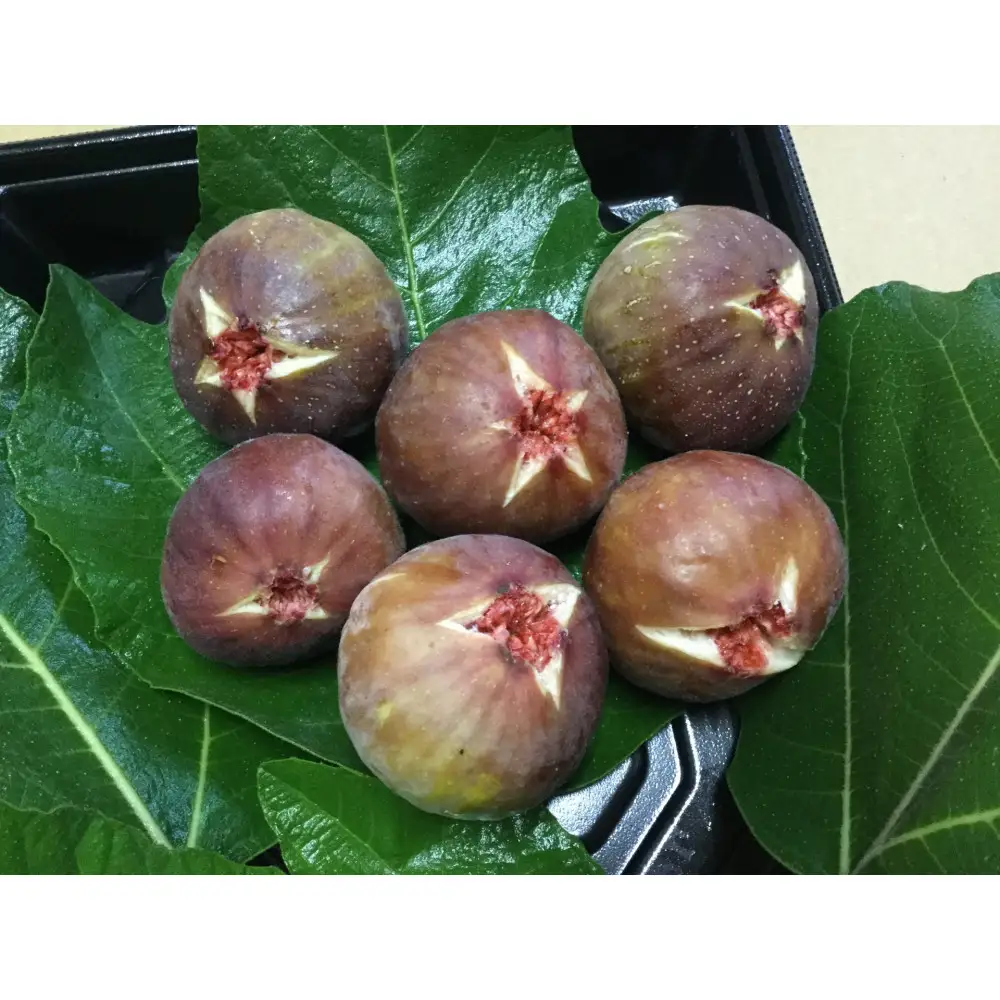 【2026年先行予約】尾道のいちじく「蓬莱柿/ほうらいし」300g/パック×4パック【9月初旬以降発送】