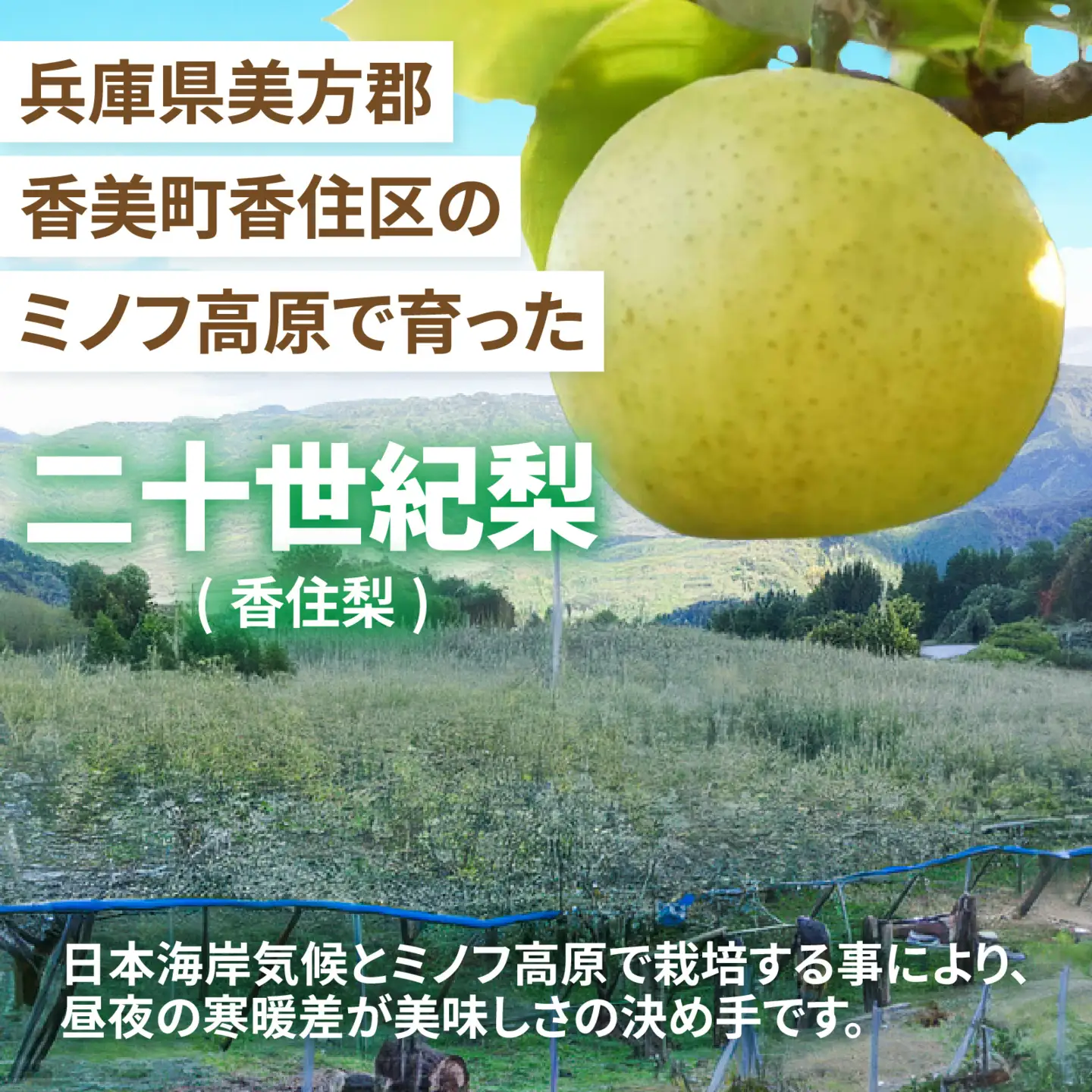 【先行予約】二十世紀梨（香住梨） 3kg ※2026年9月より順次発送 