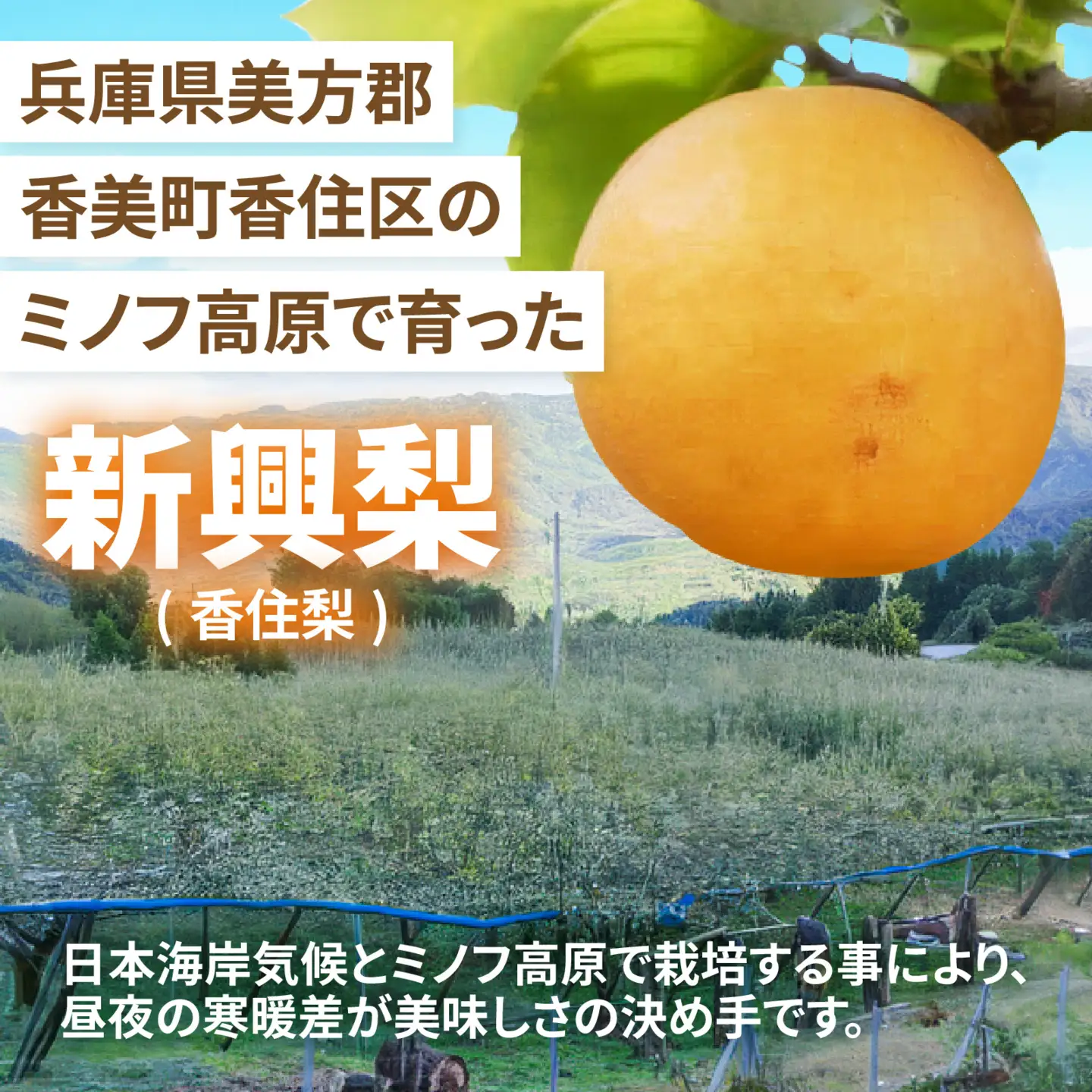 【先行予約】新興梨 (香住梨) 5kg  ※2026年10月15日より順次発送