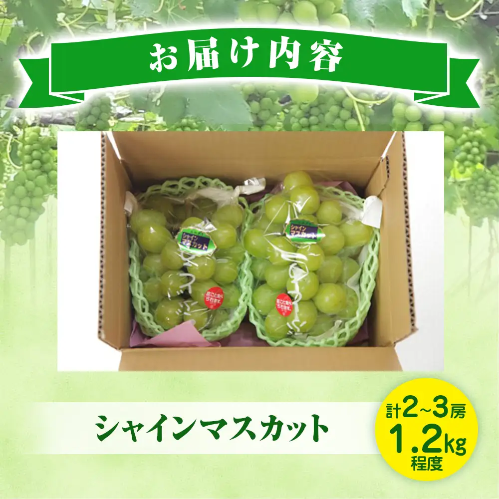 シャインマスカット 1.2kg 農家直送 ぶどう 葡萄 