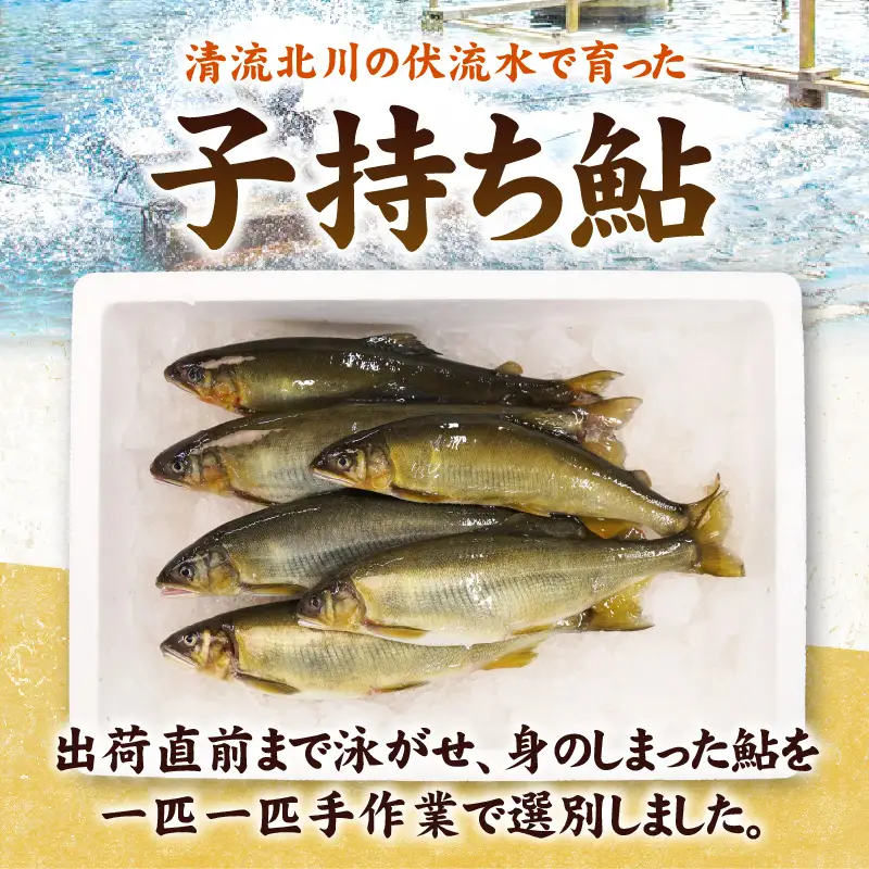 【冷凍】子持ち鮎約1.5kg N070-YB1106-2