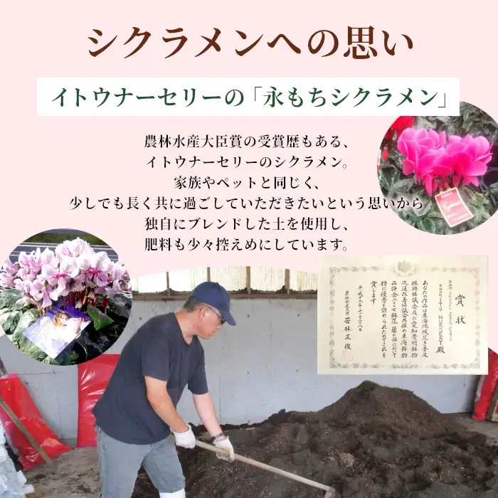 《予約品》シクラメン インディカ 色：パープル 農林水産大臣賞受賞歴あり 愛知県産 シクラメン ５号鉢  花  プレゼント 贈り物 鉢花 鉢 ガーデン ガーデニング 愛知県産 クリスマス  -271
