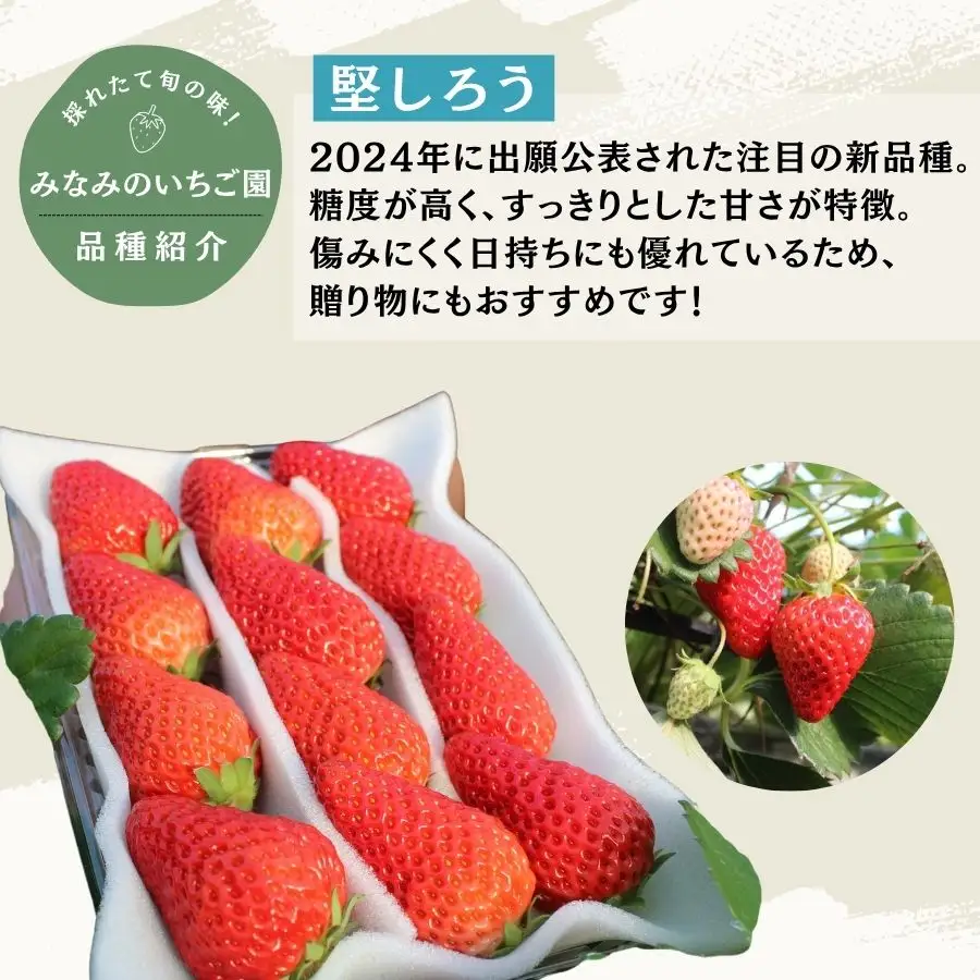 いちご【2027年発送】堅しろう 4パック×280g 完熟いちご