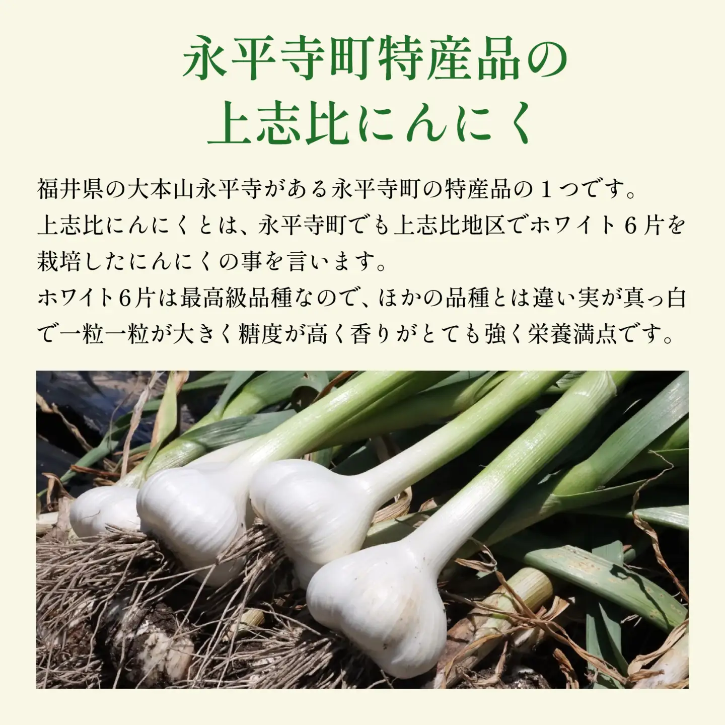 永平寺町産 乾燥 上志比にんにく 1kg ニンニク ホワイト 国産