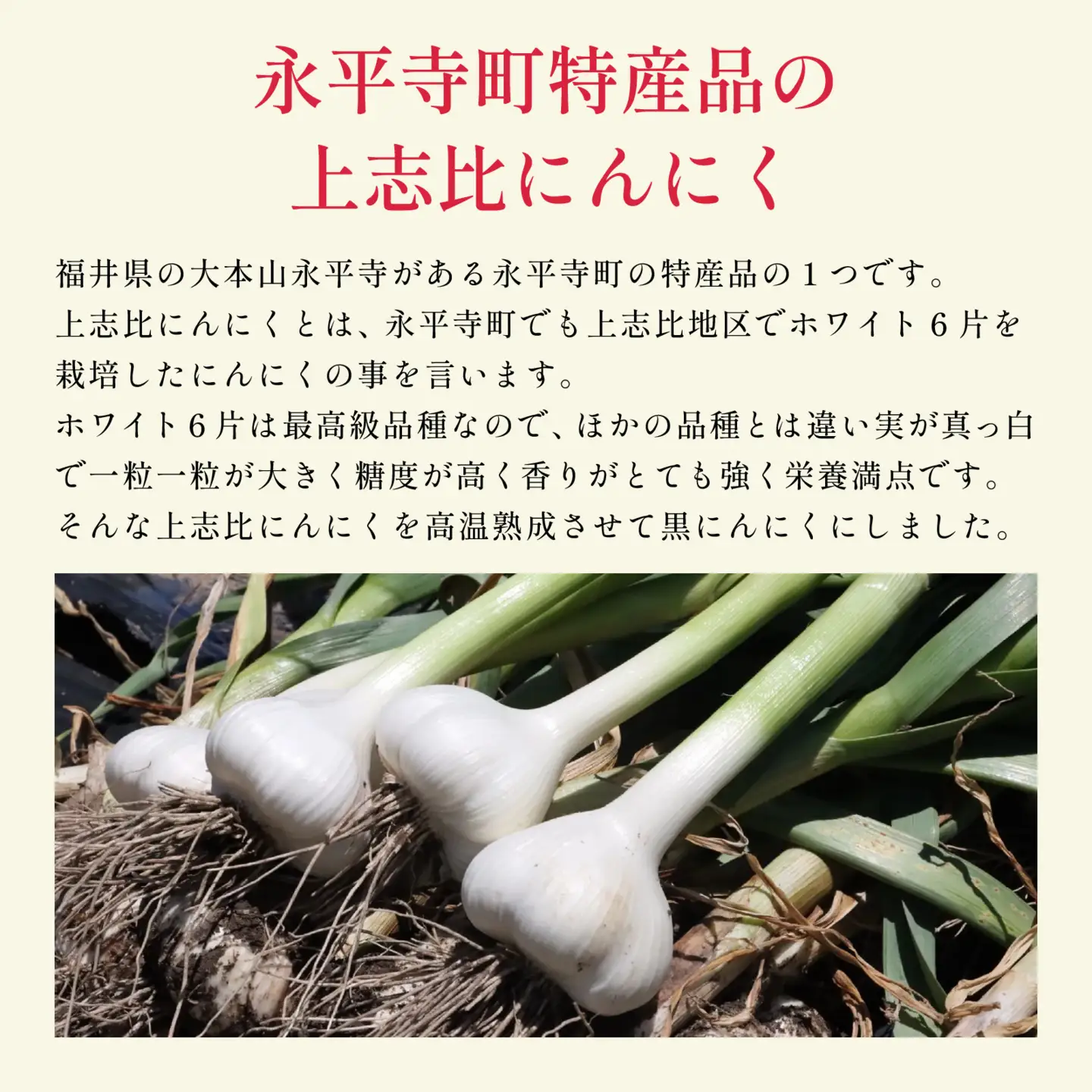 永平寺町産 黒にんにく 6個（3個入り×2パック）ニンニク ホワイト 国産
