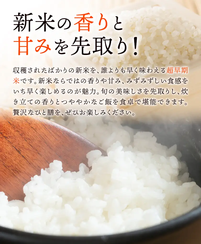 新米 令和8年産 コシヒカリ 10kg 米