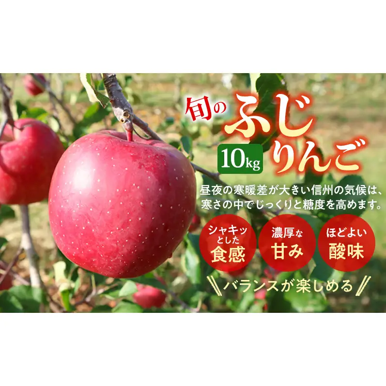 【★先行予約】【訳あり】長野県産りんご（サンふじ）10kg 家庭用 見た目にワケあり 味はそのまま 林檎 果物 旬のフルーツ 長野県 上田 信州