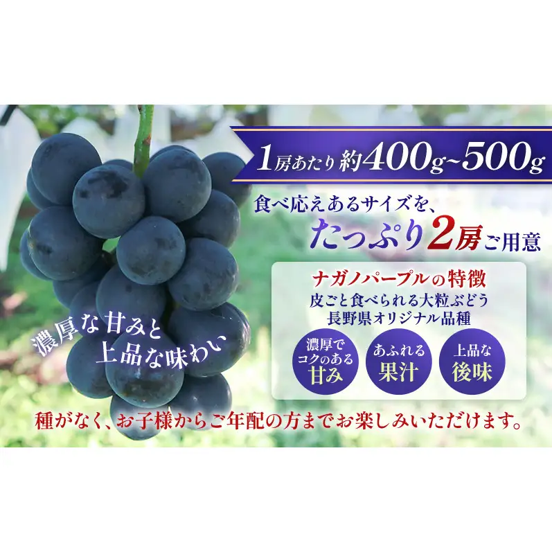 【★先行予約】【訳あり】長野県産ナガノパープル 約400～500g×2房 見た目にワケあり 味はそのまま 一粒が大きい 果物 旬のフルーツ 長野県 上田 信州