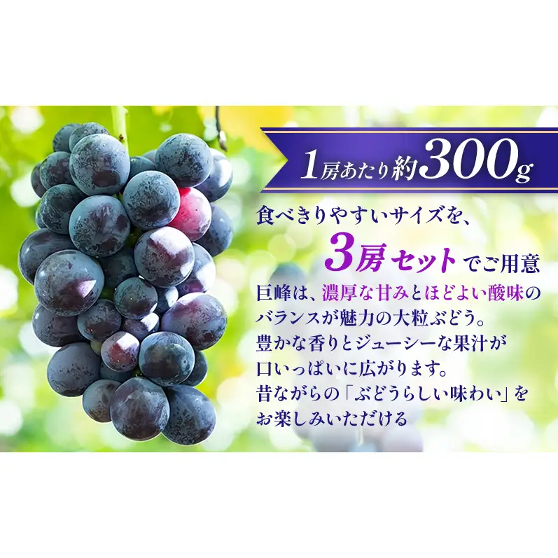 【★先行予約】【訳あり】長野県産巨峰 約300g×3房 見た目にワケあり 味はそのまま ぶどう ブドウ 果物 旬のフルーツ 長野県 上田 信州