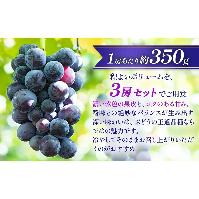 【★先行予約】【訳あり】長野県産巨峰 約350g×3房 見た目にワケあり 味はそのまま ぶどう ブドウ 果物 旬のフルーツ 長野県 上田 信州