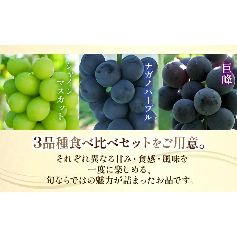 【★先行予約】【訳あり】長野県産 ぶどう3種食べ比べセット（シャインマスカット・ナガノパープル・巨峰）合計約1.1kg 見た目にワケあり 味はそのまま 旬のフルーツ 長野県 上田 信州