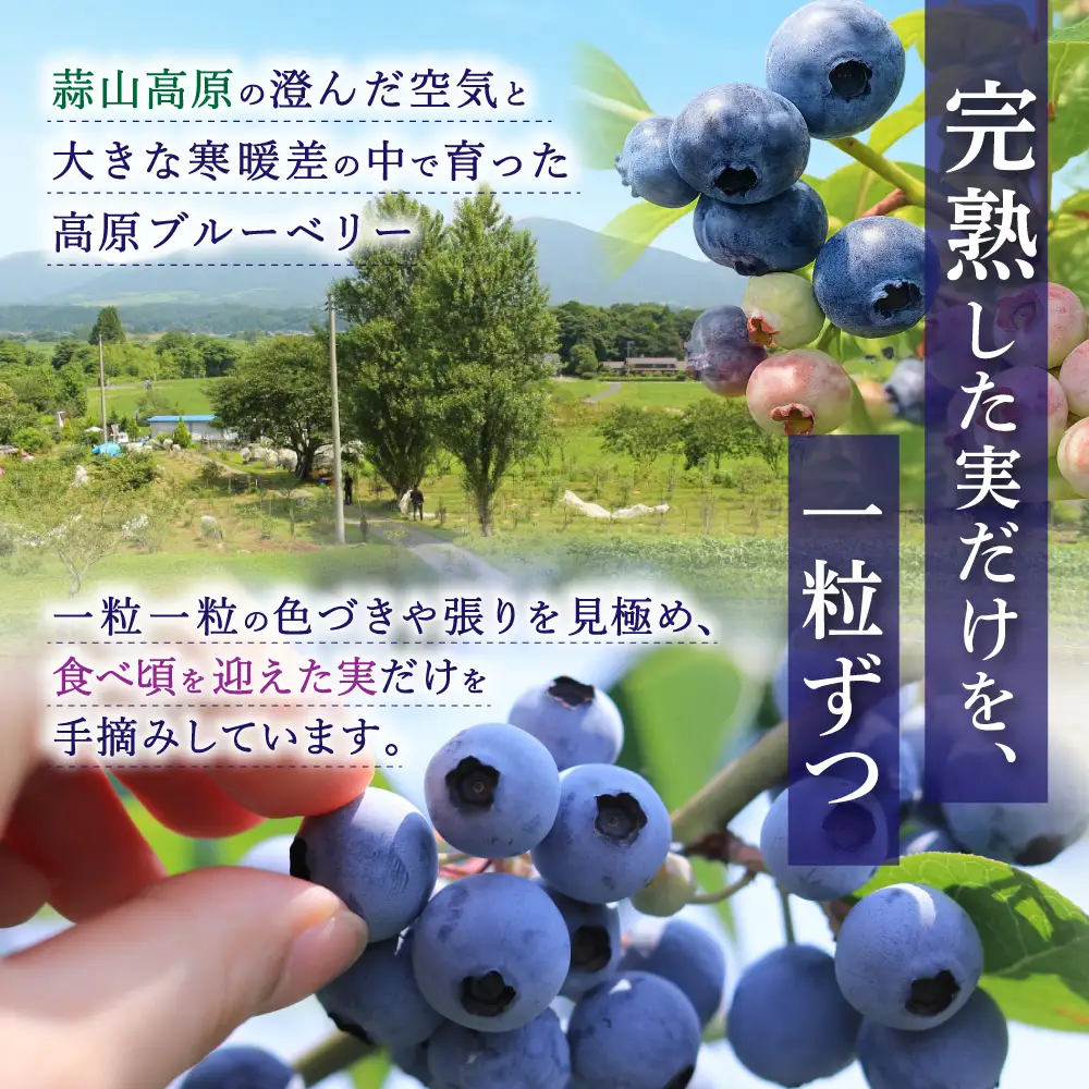 【先行予約】生ブルーベリー 約1kg(500g×2) フルーツ 果物 ベリー 【kbkb001-01】