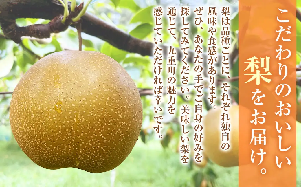 【 ご家庭用 】 九重町産 梨 詰め合わせ 約3kg （ 約6～9個 ） なし ナシ フルーツ 果物 くだもの 果実 旬 おやつ デザート スイーツ 国産 家庭用 詰合せ 【 2026年8月上旬～10月下旬まで順次発送予定 】 
