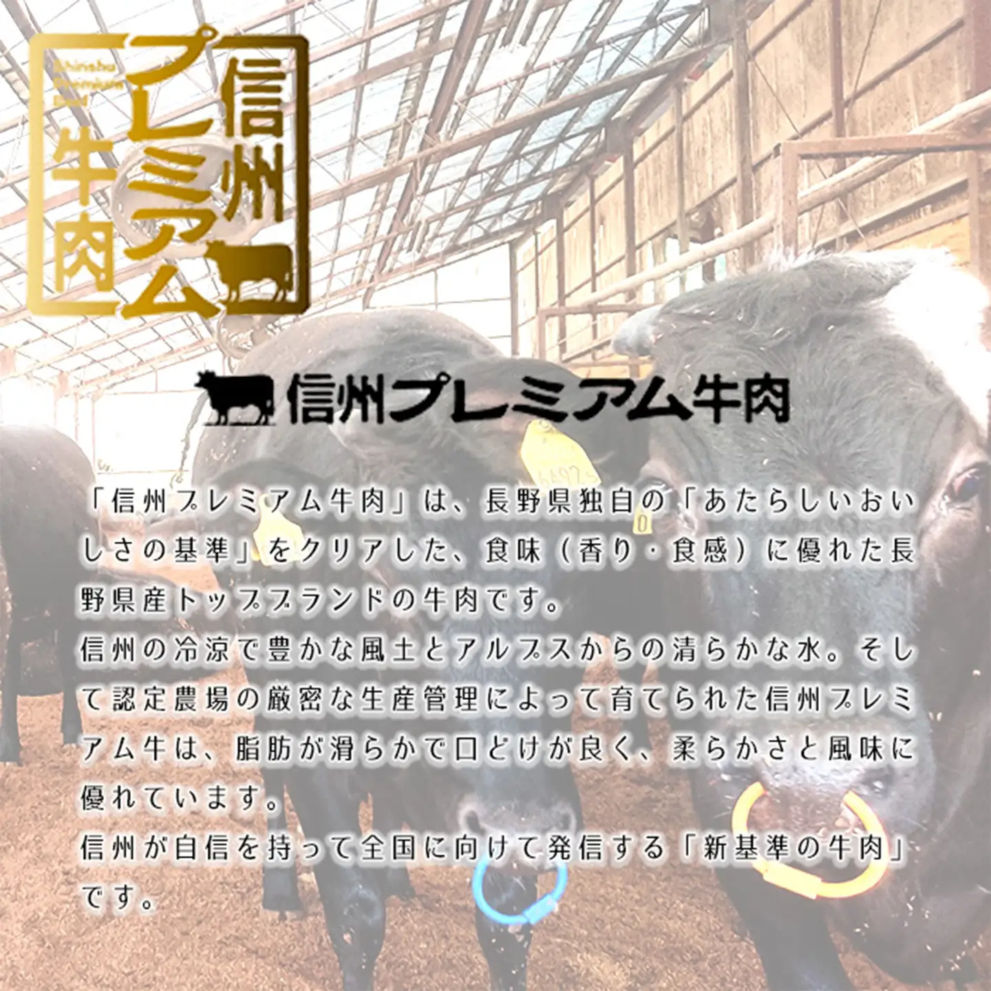 信州和牛 ウデすき焼き 400ｇ×２パック 信州プレミアム牛
