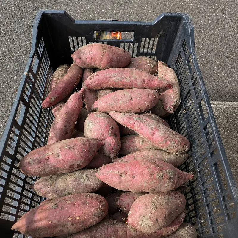 【10月下旬より発送】 平泉町産 紅はるか さつまいも 2kg / サツマイモ 芋 野菜 やさい 甘い 濃厚 美味しい【ipo004】