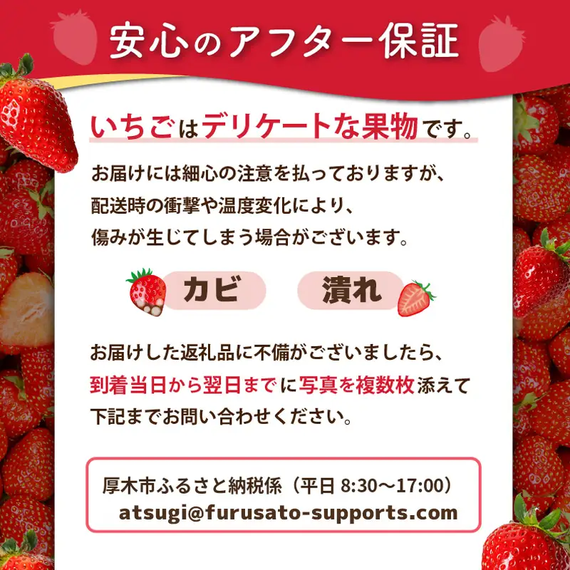 【 先行予約 】イチゴ 冷蔵 いちご 苺 約 2,4kg 品種セット 紅ほっぺ 恋みのり もういっこ 甘酸っぱい 芳醇な香り フルーツ 新鮮 くだもの 果物 旬 甘い アソート ギフト 神奈川県 厚木市 こすげ農園 KGF002_p001