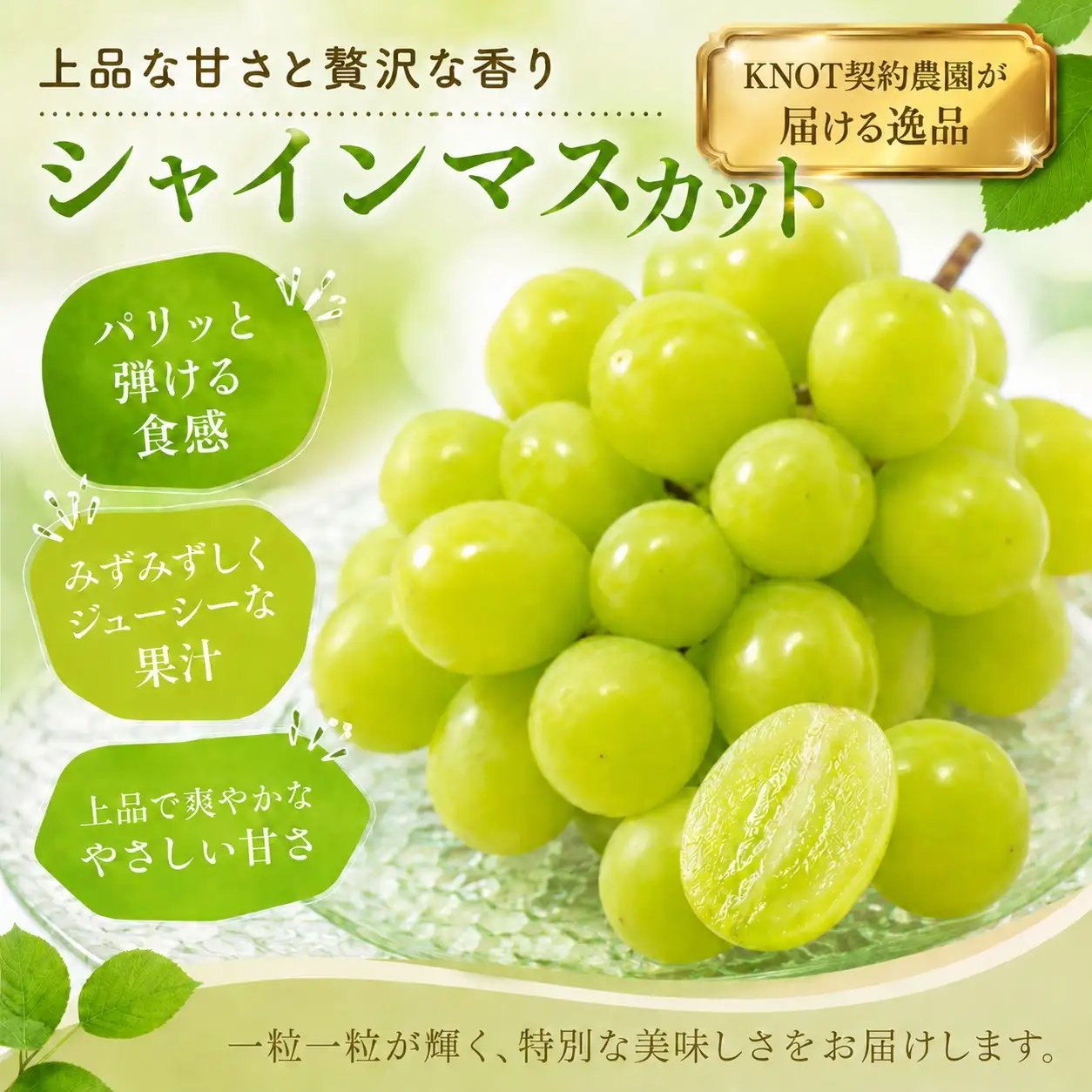 完熟たわわシャインマスカットと旬ぶどうセット2kg（3～5房）（フルーツ ぶどう シャインマスカット 贈答用 産地直送 契約農場 おすすめ ふるさと 宮崎)