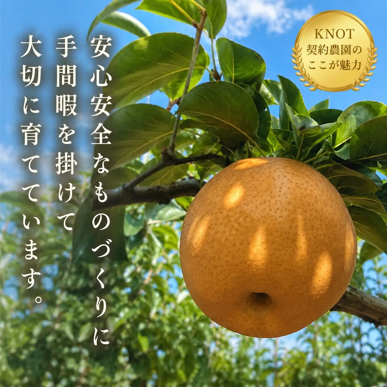 旬のもぎたて梨3kg（フルーツ 梨 贈答用 産地直送 契約農場 おすすめ ふるさと 宮崎)