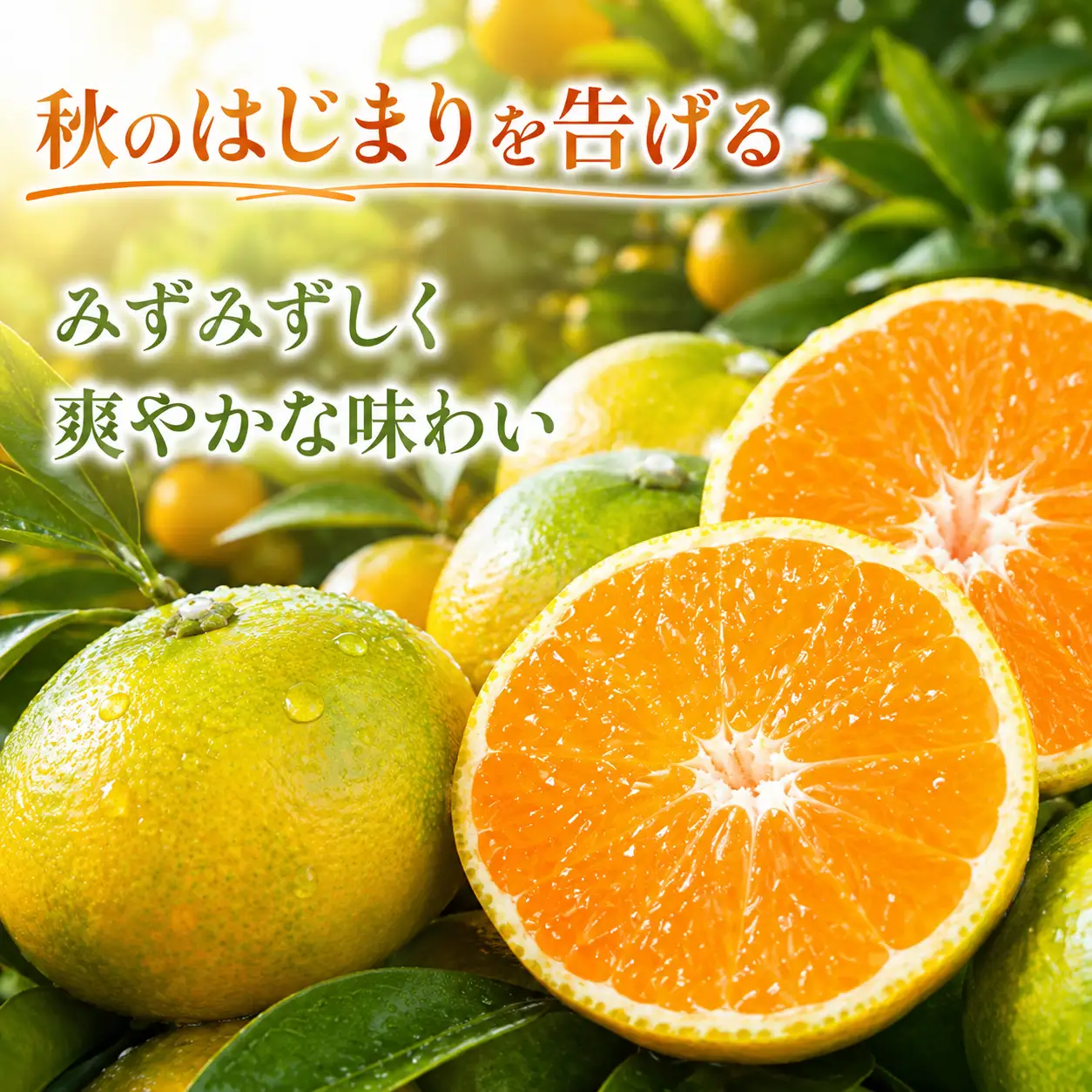 極早生みかん 約7kg 114-B1004