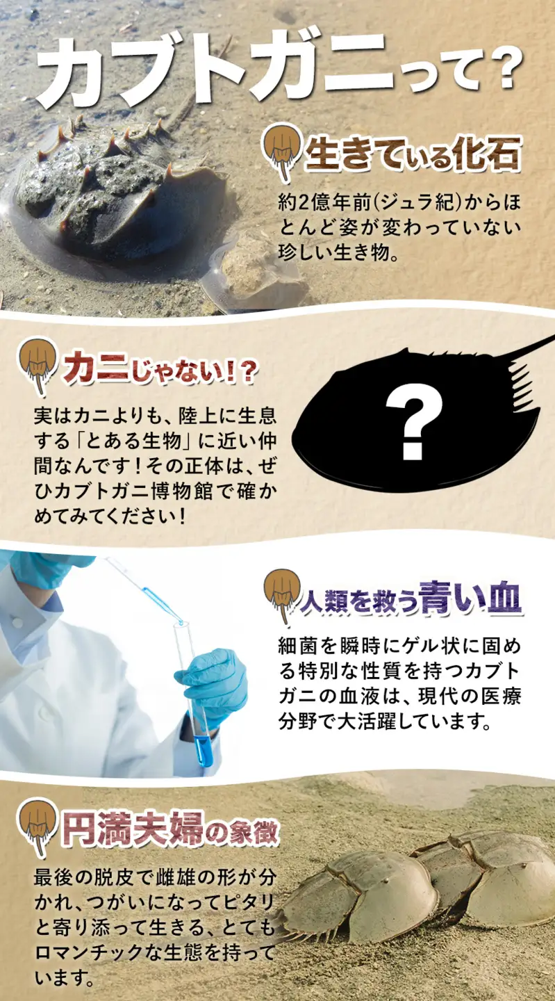 カブトガニに挟まれるツアー 記念品Tシャツ付き 1名 カブトガニ博物館