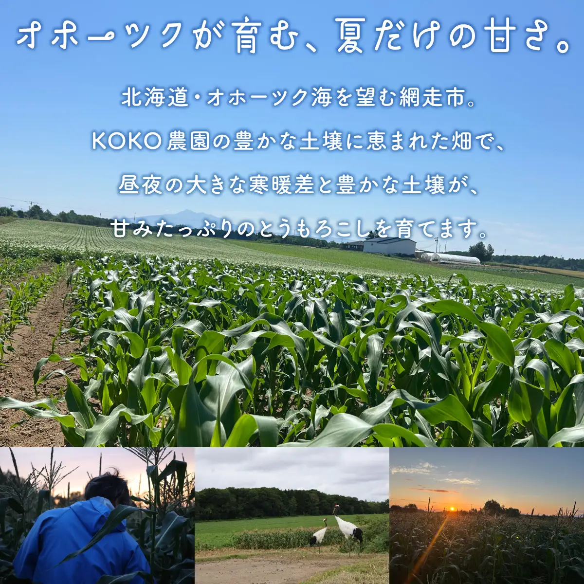 【先行予約】とうもろこし ゴールドラッシュ＆雪の妖精 食べ比べセット（2026年8月上旬頃より順次発送） ABCA003