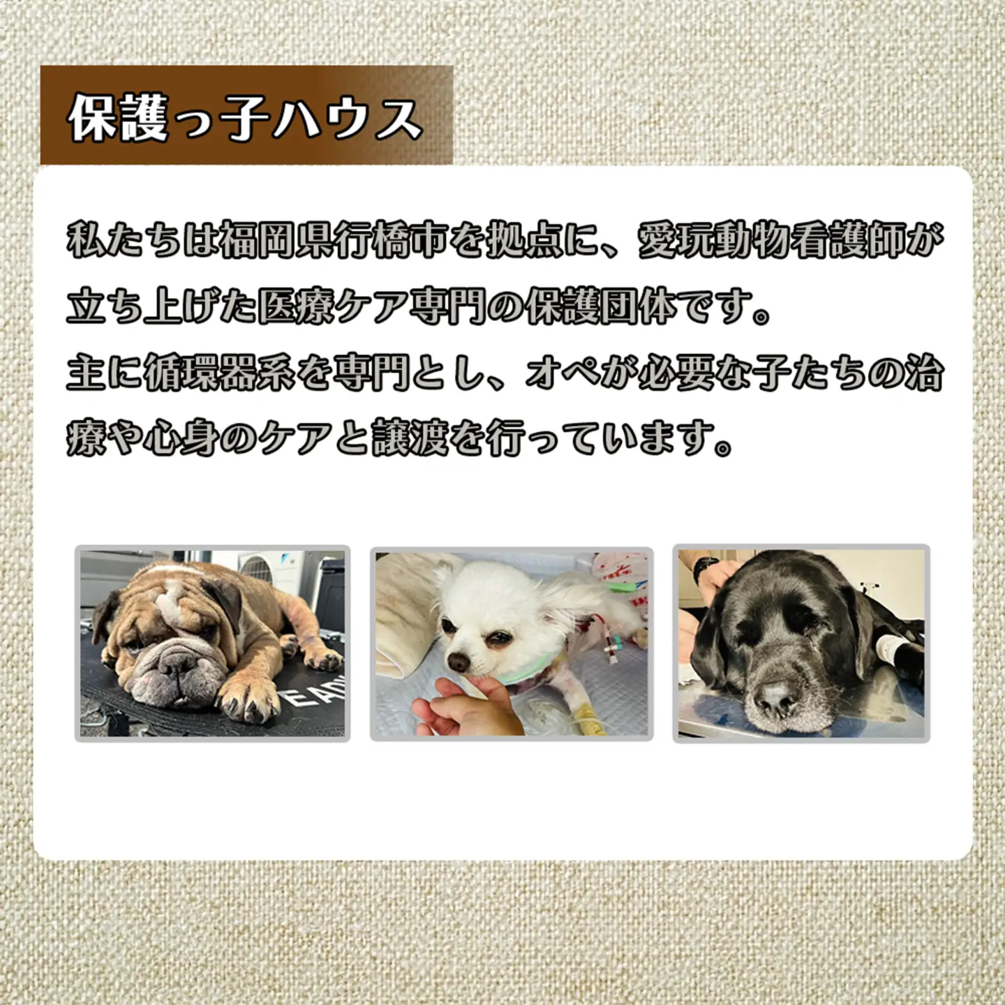 DQ-005_保護犬・保護猫支援！　20,000円コース（返礼品無し）