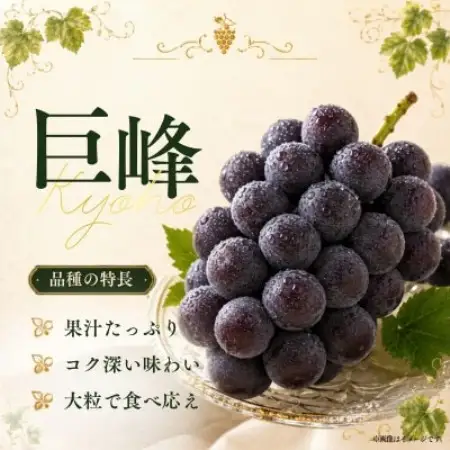 訳あり 巨峰 約2.5kg【2026年発送】茨城県産フルーツ 人気のぶどう【配送不可地域：離島・沖縄県】【1751123】
