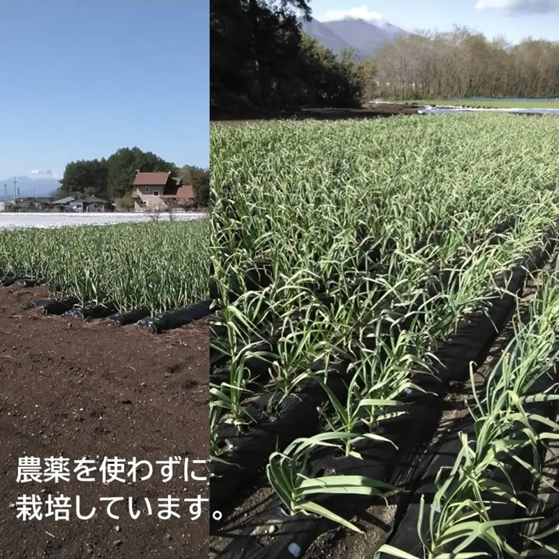 生ニンニク 10個 （直径5cm程度） （2026年7月～10月出荷／沖縄・離島は配送不可） にんにく　ガーリック　最高級ホワイト六片種　無農薬　長野県　佐久市　旬彩　国産　信州