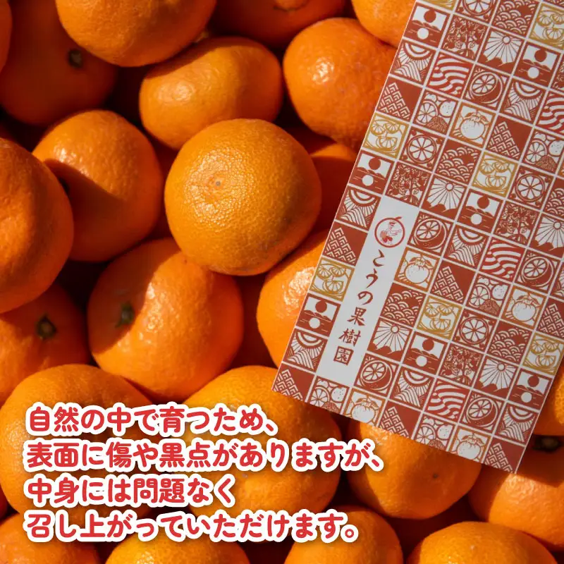 贈答用 南柑20号 みかん 5kg M～L サイズ こうの果樹園 温州みかん 温州 愛媛みかん 愛媛蜜柑 愛媛ミカン うんしゅう みかん ミカン 蜜柑 mikan 果物 フルーツ 柑橘 甘い 甘味 産地直送 農家直送 数量限定 国産 愛媛 宇和島 B010-182010